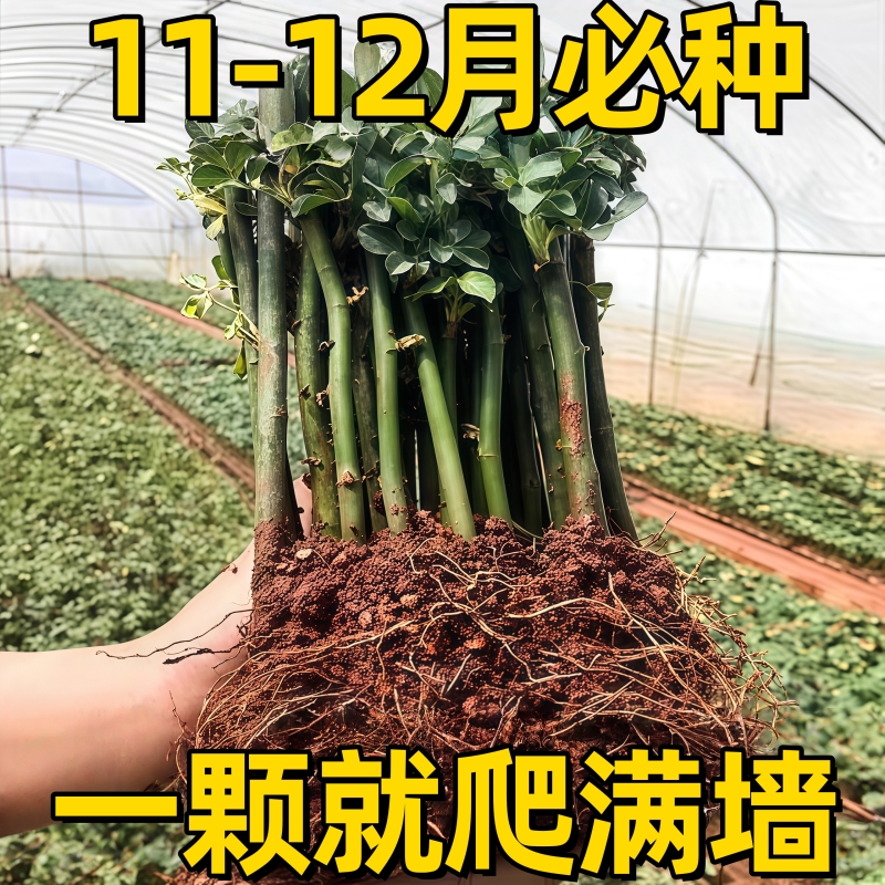 蔷薇花苗藤本月季大花浓香庭院爬藤植物花卉盆栽阳台玫瑰爬墙当年