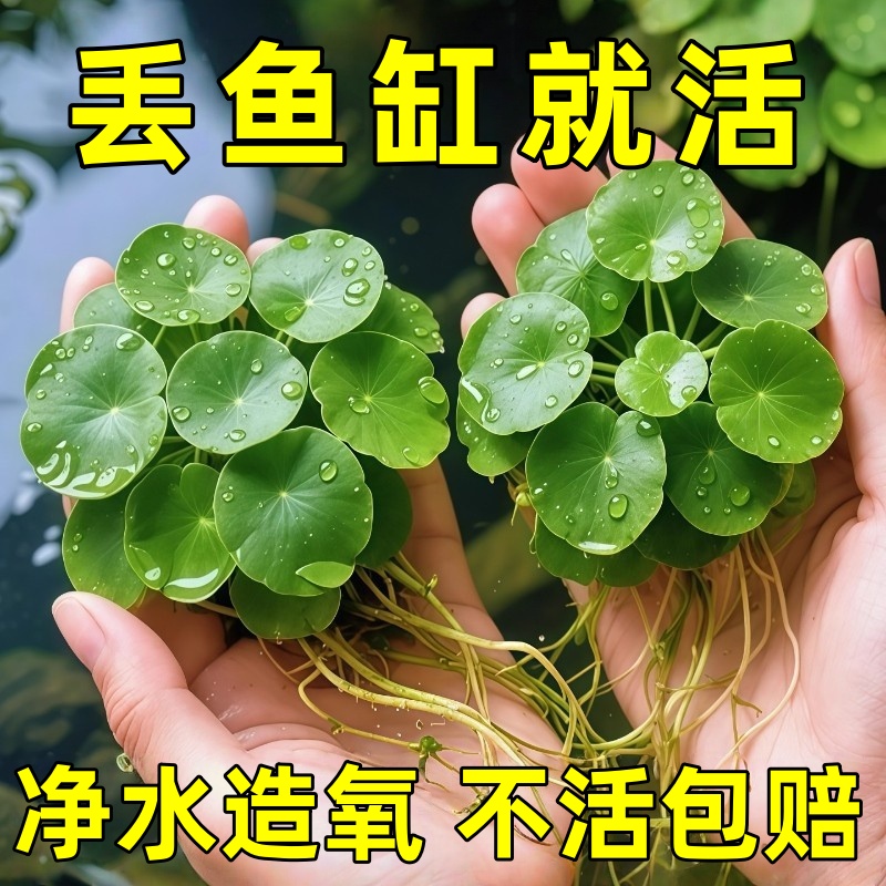 圆心萍浮萍水草植物鱼缸造景水培植物净化水质鱼虾龟缸漂浮水草