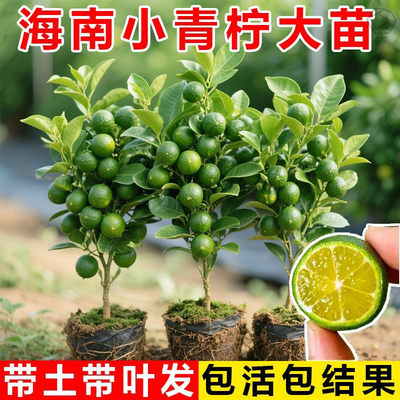 海南小青柠树苗带果香水柠檬树南方北方室内客厅阳台盆栽果树果苗