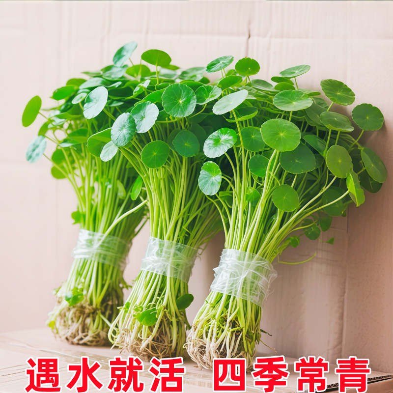 精品大叶铜钱草水培植物金钱草盆栽水养绿植办公室内好养客厅旺宅
