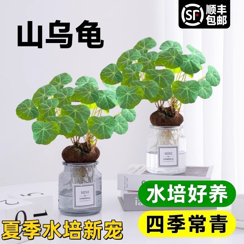 水培植物山乌龟金不换植物室内桌面圆叶盆栽