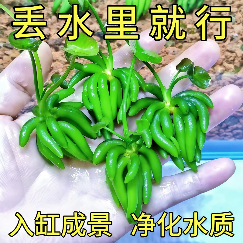 水草鱼缸专用香蕉草造景水培植物浮萍和鱼共养净化水质真制氧阴性