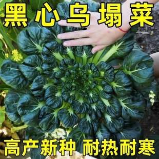 乌塌菜种子耐寒菜种适合冬天种的黑心蔬菜种籽秋冬菜籽黄心乌塔菜