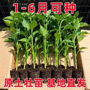 辣椒苗樟树港四季高产耐寒耐热薄皮椒苗长线椒苗螺丝椒苗朝天椒