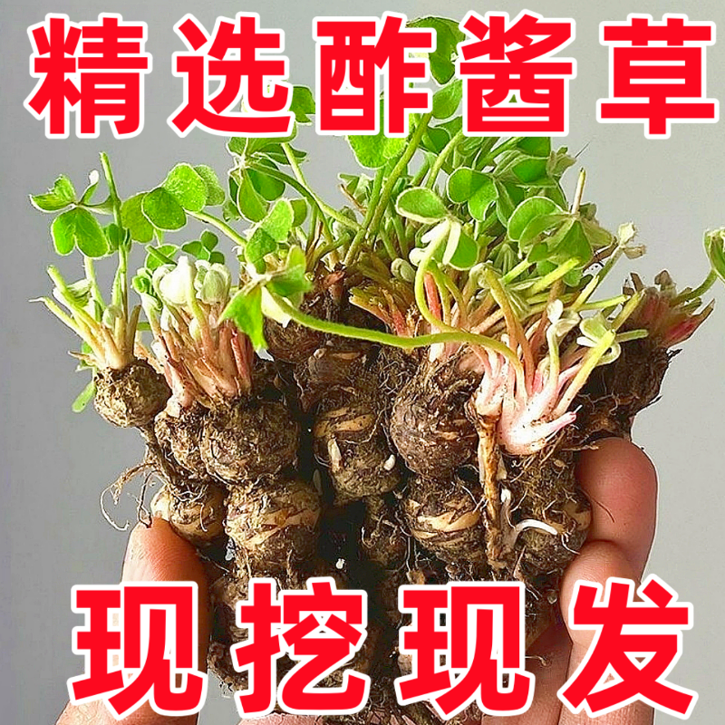 酢浆草种球红花炸浆草四季种植苗室内盆栽三叶幸运草蝴蝶花种籽子