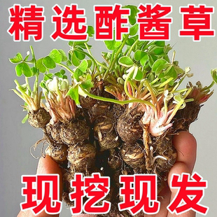 酢浆草种球红花炸浆草四季 种植苗室内盆栽三叶幸运草蝴蝶花种籽子