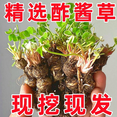 酢浆草种球红花炸浆草四季种植苗室内盆栽三叶幸运草蝴蝶花种籽子