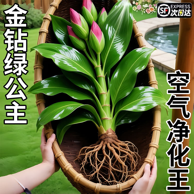 大叶金钻绿公主盆栽带花苞水培植物室内好养新房净化空气四季绿植