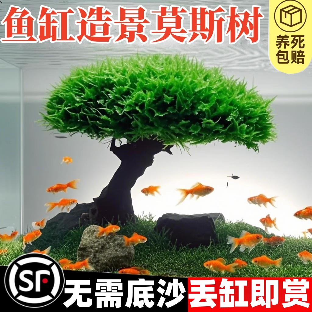 莫斯树沉木水草懒人鱼缸造景树无需底沙大蘑菇头水草造景增氧活体