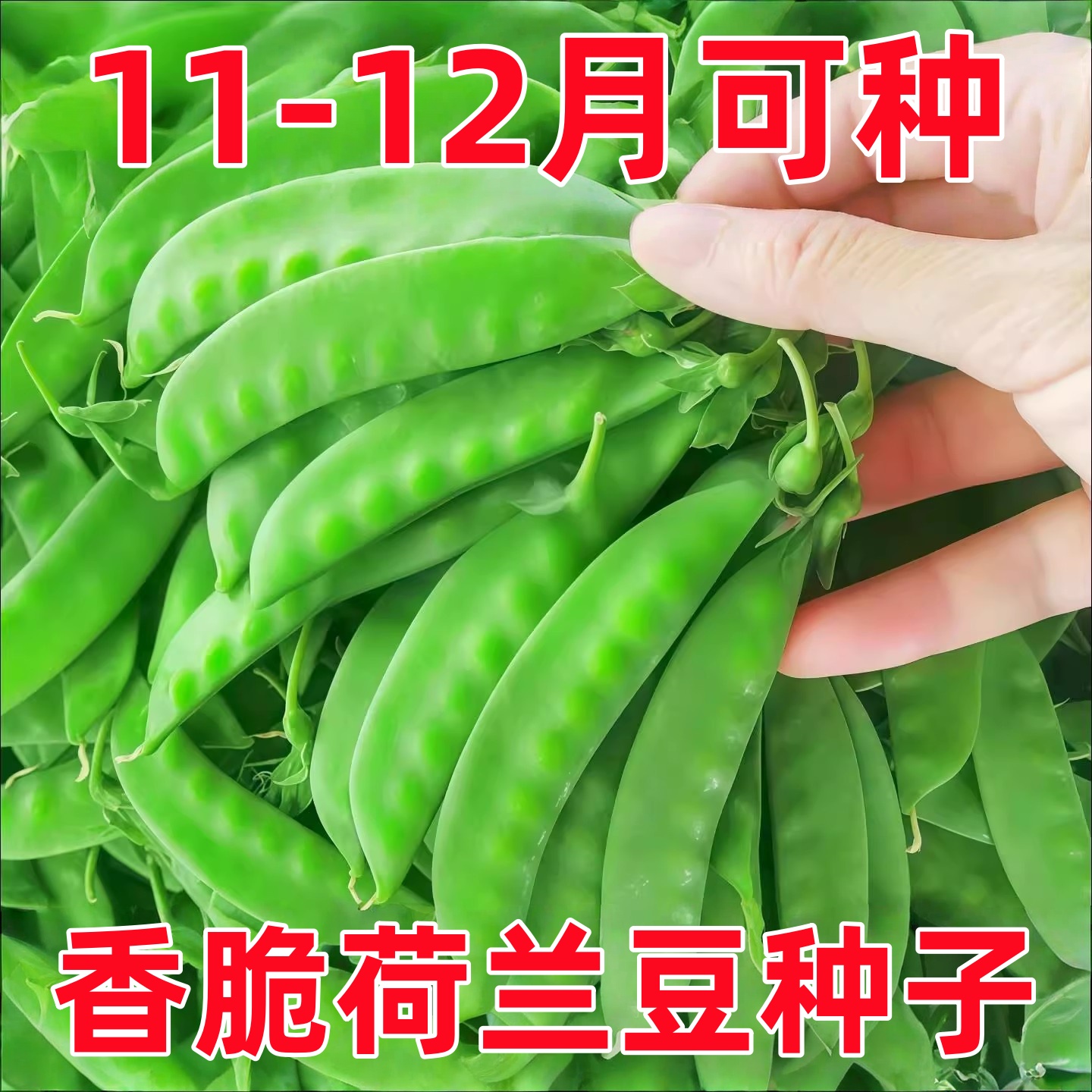 荷兰豆种籽四季种植早熟高产易活何兰豆种子阳台庭院盆栽蔬菜苗秧