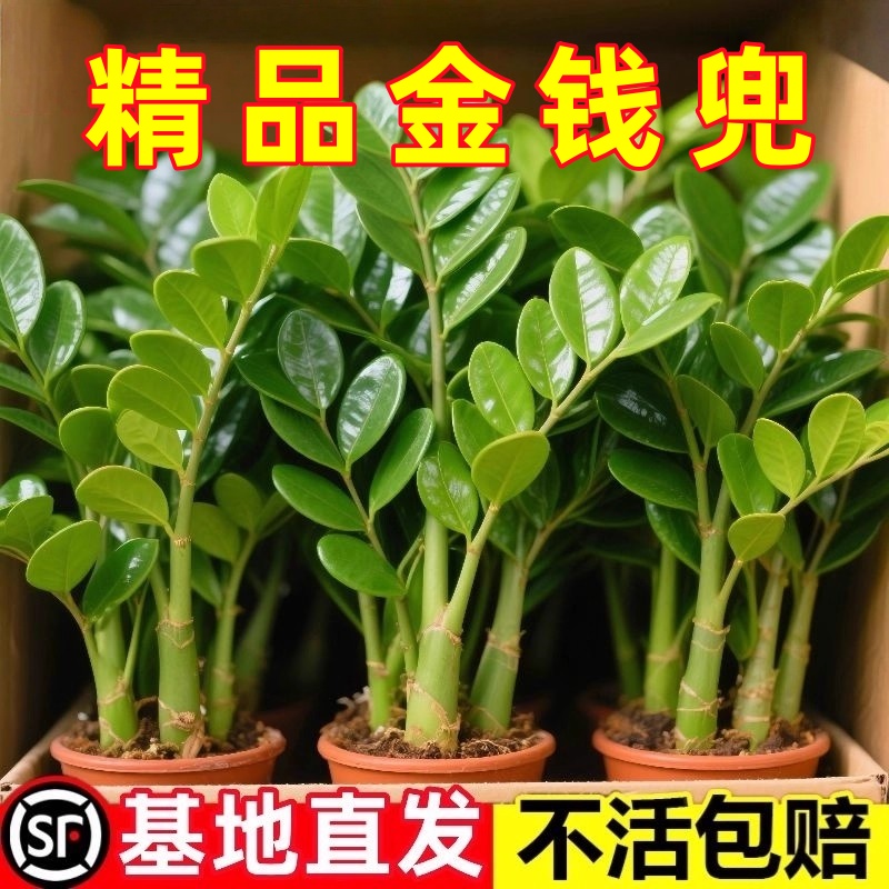 金钱树盆栽植物室内花卉客厅四季常青好养耐阴绿植摇钱串子发财树