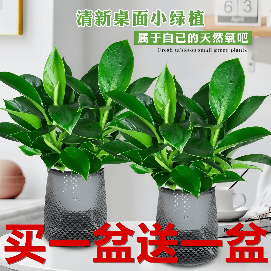 大叶绿公主金钻绿植盆栽客厅大型植物办公室内花卉招财好养