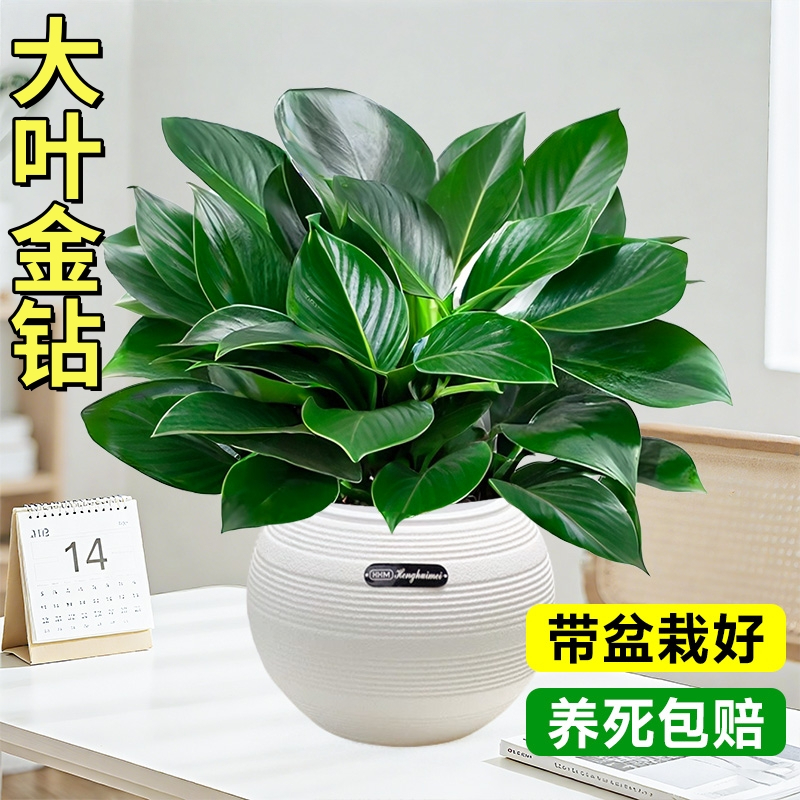 懒人大叶金钻盆栽绿萝箩水培绿公主植物室内吸四季好养花卉