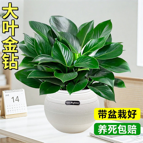 懒人大叶金钻盆栽绿萝箩水培绿公主植物室内吸四季好养花卉