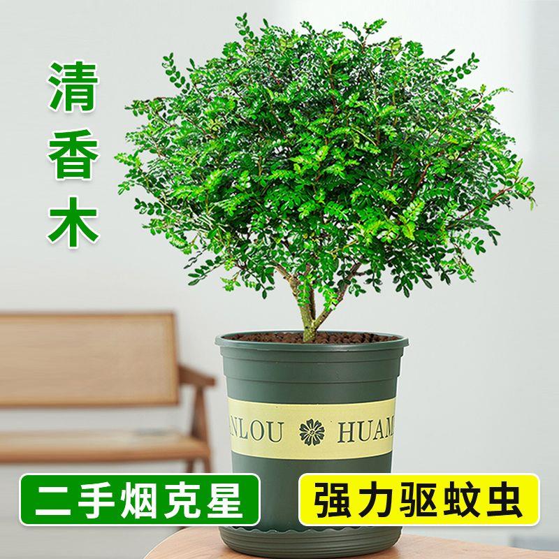 清香木盆栽驱蚊虫绿植正宗胡椒木花卉四季好养净化空气吸甲醛植物