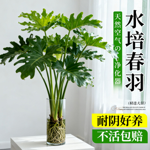 春羽水培植物室内盆栽客厅办公室桌面绿植花卉大叶龟背竹水养绿植