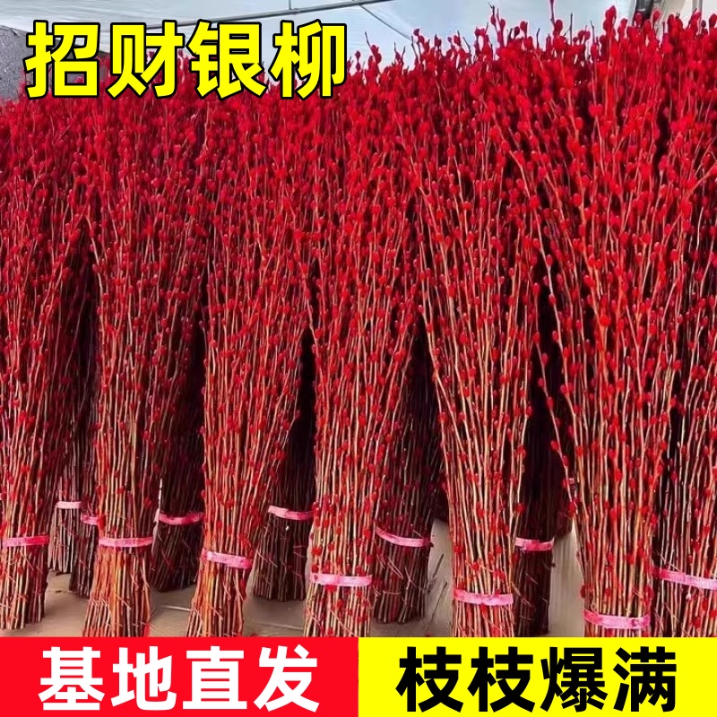 银柳真花鲜枝年宵花卉红色干花福桶银柳水培植物雪柳客厅室内装饰