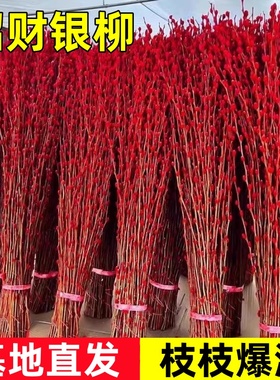 银柳真花鲜枝年宵花卉红色干花福桶银柳水培植物雪柳客厅室内装饰