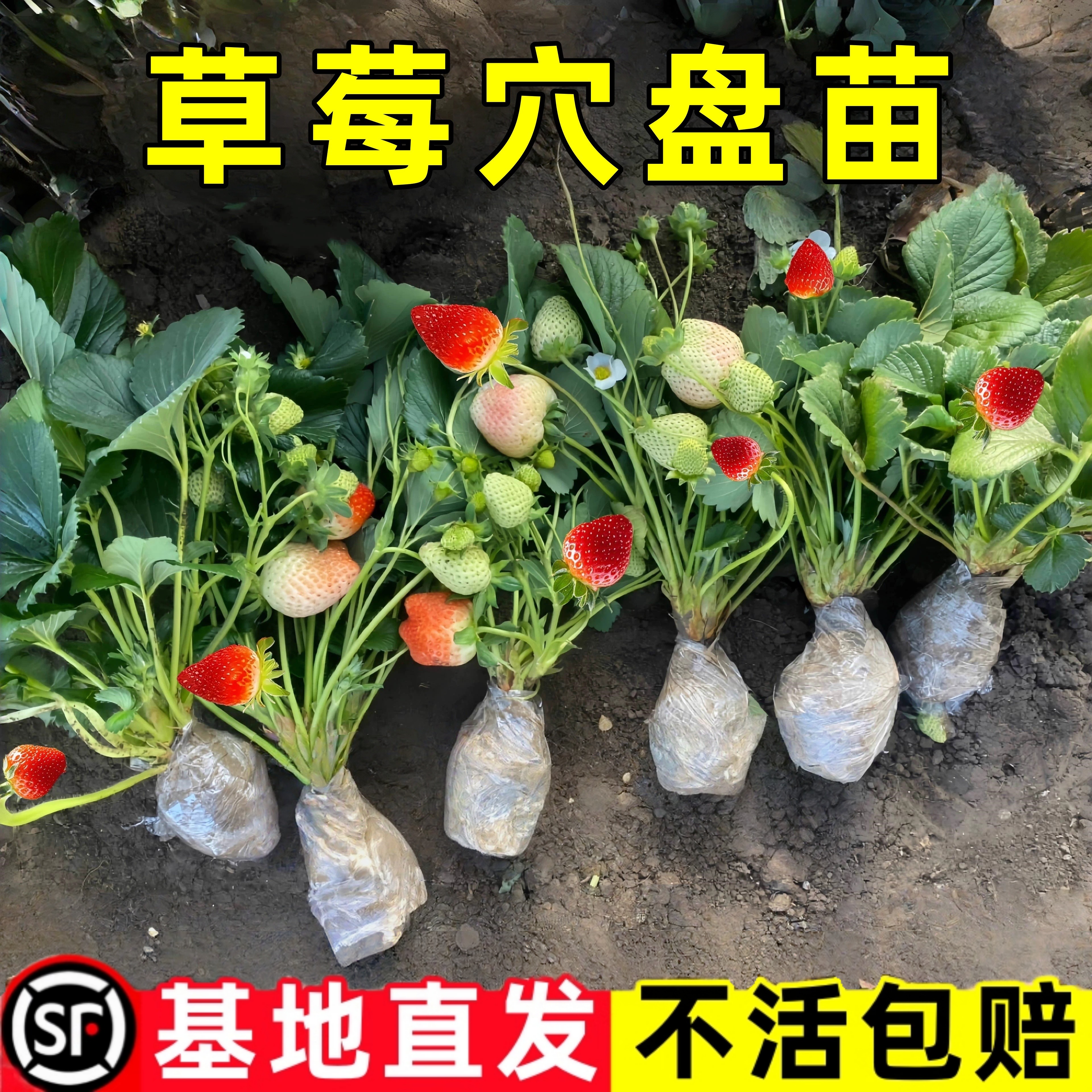 草莓四季牛奶章姬丹东99盆栽红颜