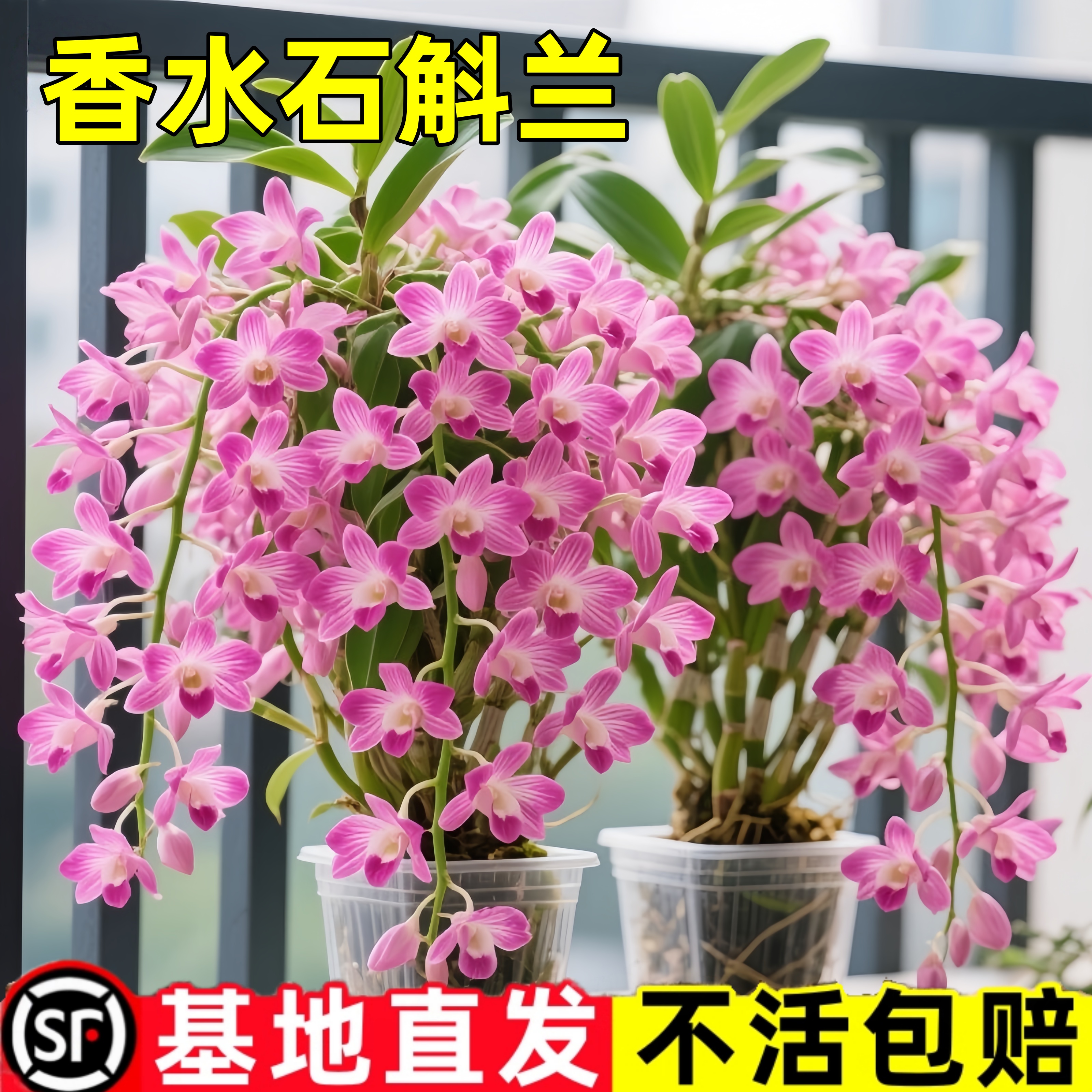 带花苞泼墨石斛盆栽秋石斛日本白泼墨石斛兰花洋兰办公室绿植包邮