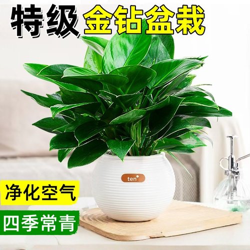 金钻盆栽绿萝箩室内植物花卉水培绿植办公室多肉净化空气去除甲醛