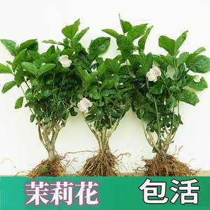 横县茉莉花盆栽苗老桩浓香花卉绿植室内阳台庭院四季开花驱蚊植物