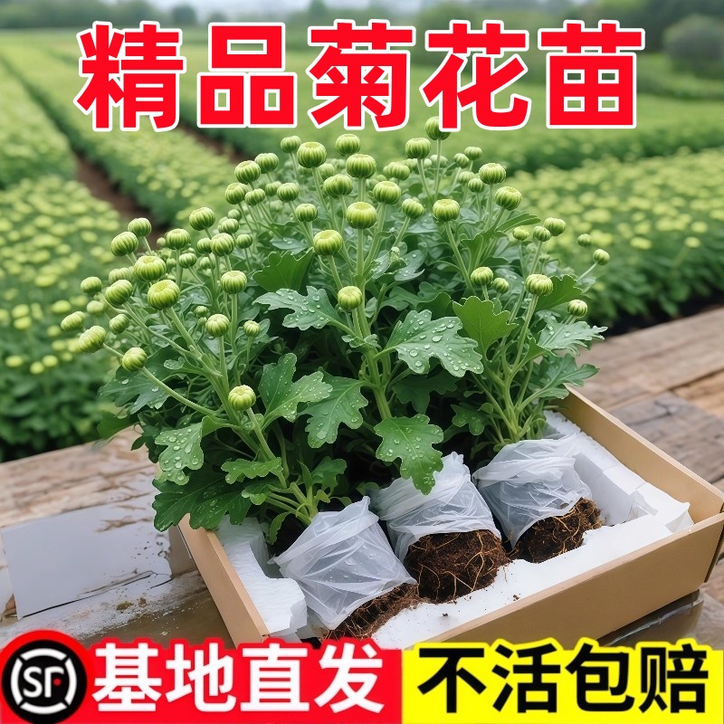 四季荷兰菊盆栽苗好养室内外栽花卉阳台庭院植物菊花苗耐寒耐热盆