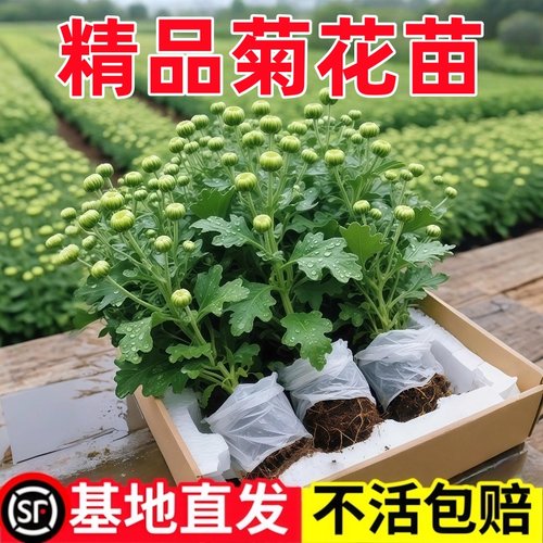 四季荷兰菊盆栽苗好养室内外栽花卉阳台庭院植物菊花苗耐寒耐热盆