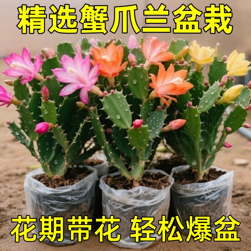 蟹爪兰盆栽带花苞带盆多色嫁接重瓣进口新品高颜值花好养花卉植物