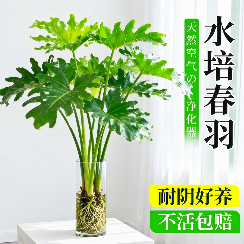 春羽水培植物室内盆栽客厅办公室桌面绿植花卉大叶龟背竹水养绿植