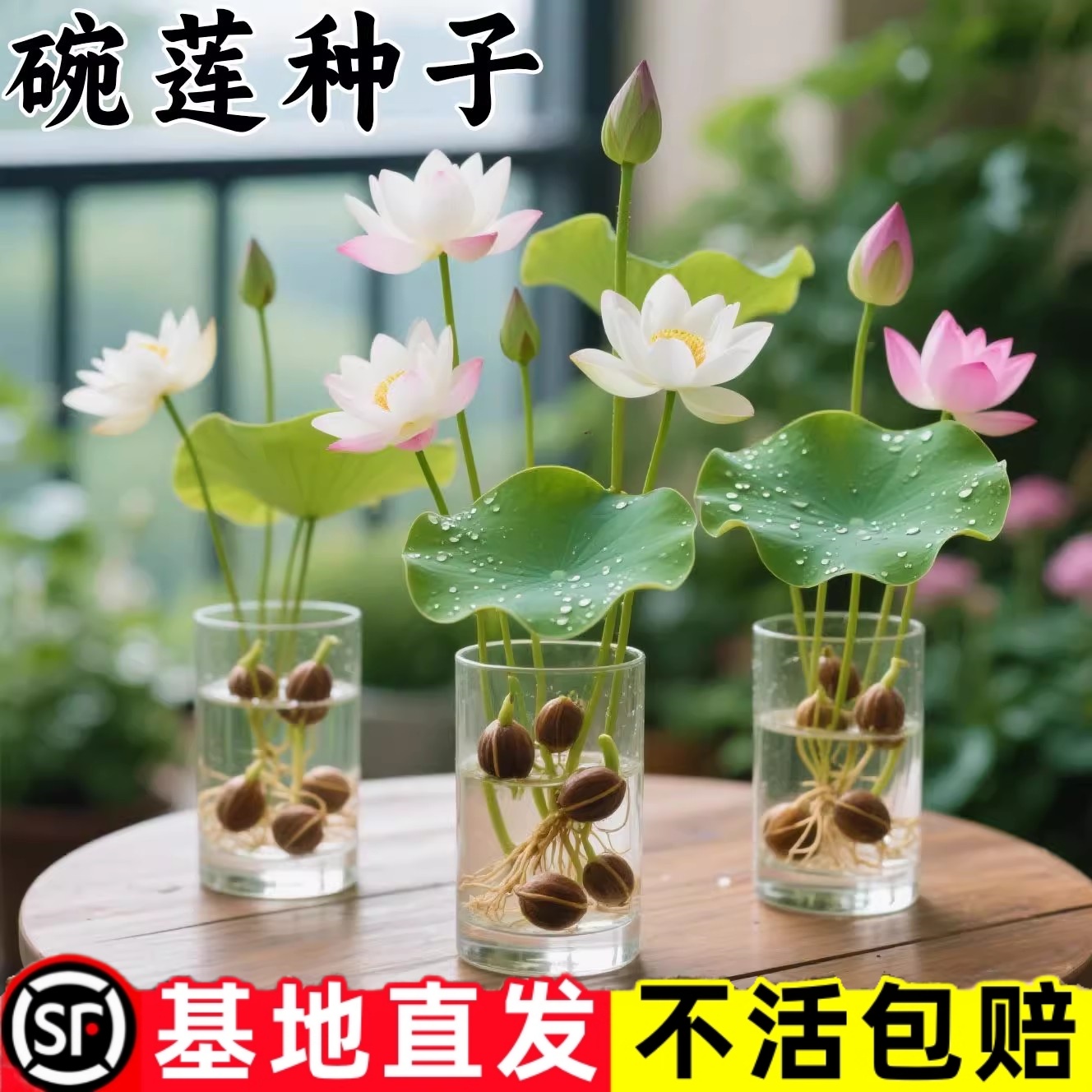 水培碗莲种籽子四季睡莲荷花水养植物室内缸养盆栽铜钱草草籽种孑
