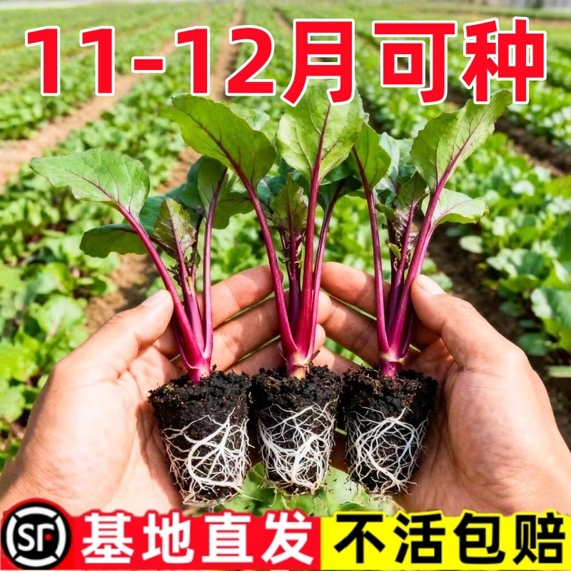 耐寒红菜苔苗湖北洪山菜苗红油菜台秧苗十月红秋冬蔬菜苗阳台庭院