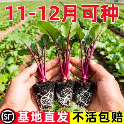 耐寒红菜苔苗湖北洪山菜苗红油菜台秧苗十月红秋冬蔬菜苗阳台庭院