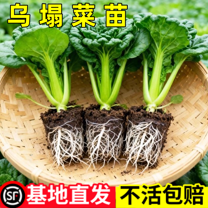 乌塌菜苗黄心菜秧苗带土秧新鲜蔬菜小八叶种子现摘活苗秋冬冻不死