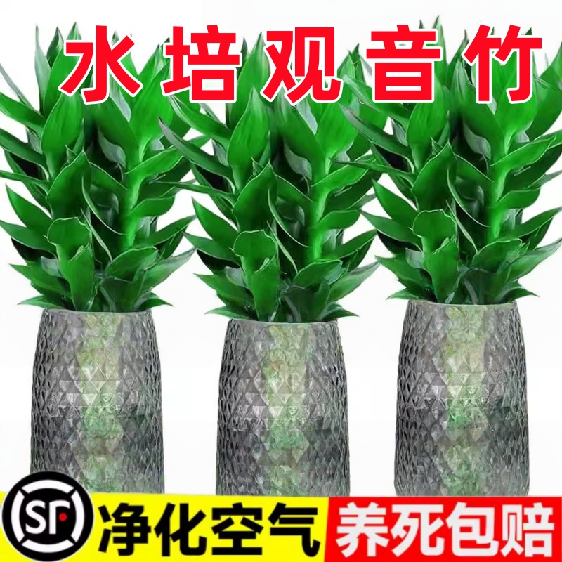 观音竹富贵竹水培植物带根花卉绿植绿萝室内盆栽转运竹子水养好养