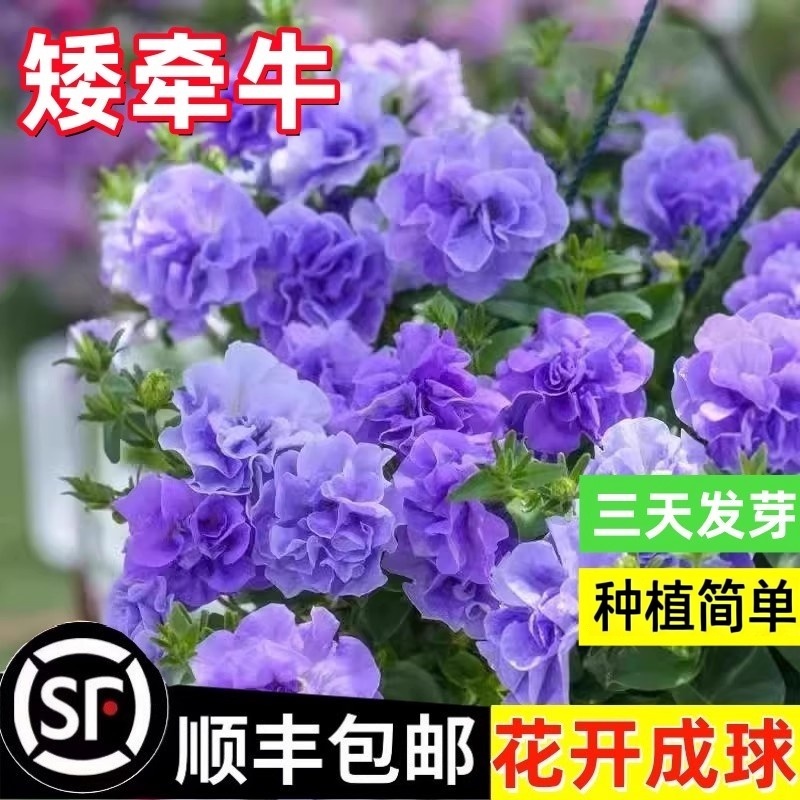 矮牵牛新花品重瓣矮牵牛冰淡紫伊丽莎白阳台庭院花卉绿植盆栽花苗