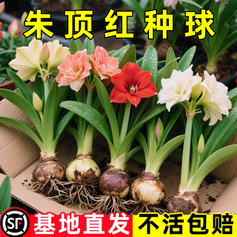 朱顶红重瓣鬼魅花孔雀阿佛雷顶红盆栽多色室内四季绽放种球花卉