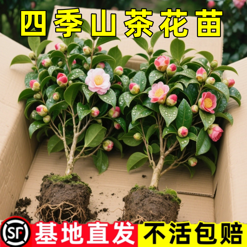 四季香妃茶花盆栽带花苞五色赤丹山茶花树苗多色好养花苗室内植物