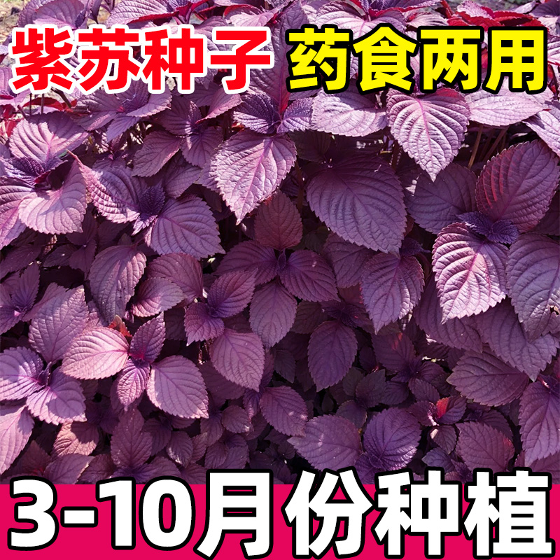 紫苏种子大全可食用大叶野生药用双色老品种阳台盆栽四季蔬菜种籽