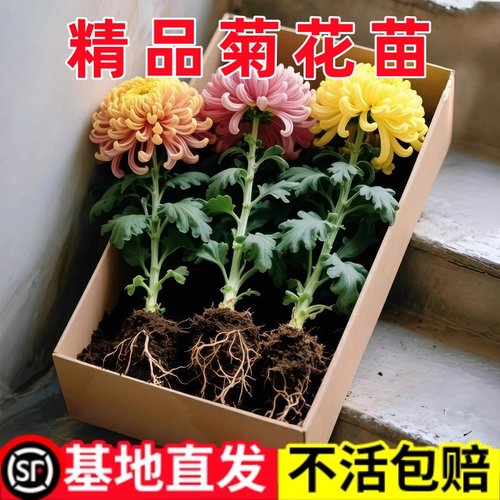 大菊花苗开花四季菊花苗盆栽重瓣九月大菊花盆栽阳台室内庭院好养