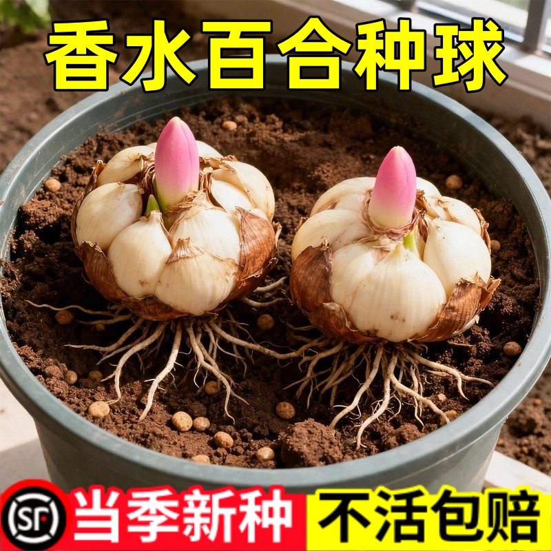 进口重瓣香水百合种球5颗室内阳台盆栽花卉易活植物耐寒