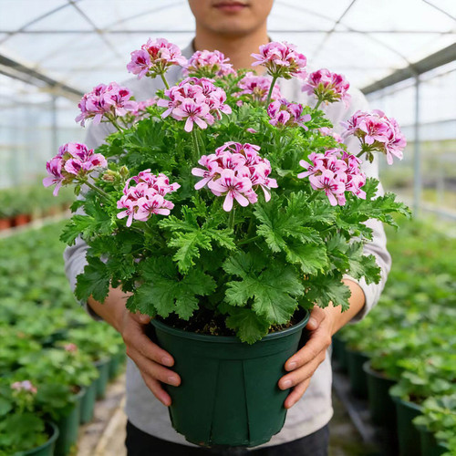 驱蚊草盆栽驱蚊植物四季驱蚊草室内外庭院香叶天竺葵四季好养
