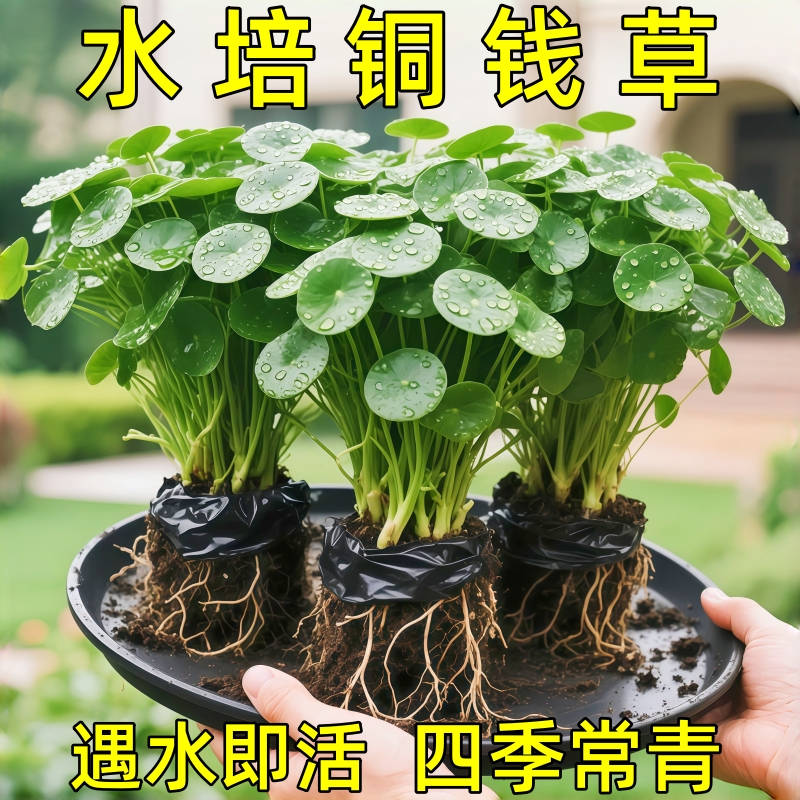 精品大叶铜钱草水培植物金钱草水养盆栽办公室内好养桌面绿植好养