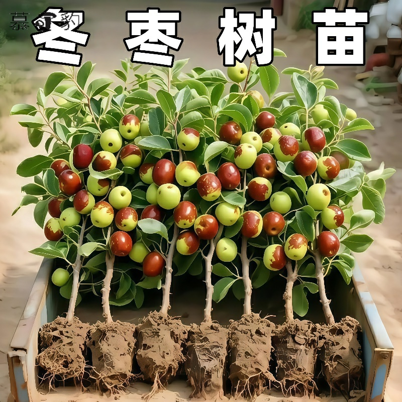 枣树活苗果树南方北方带土球种植嫁接冰糖枣特大超甜沾化冬枣苗树