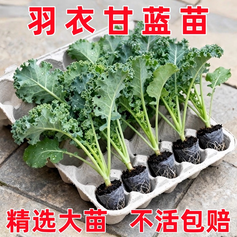 绿羽衣甘蓝苗四季可食用蔬菜苗紫羽衣粉羽衣甘蓝秧苗春秋季