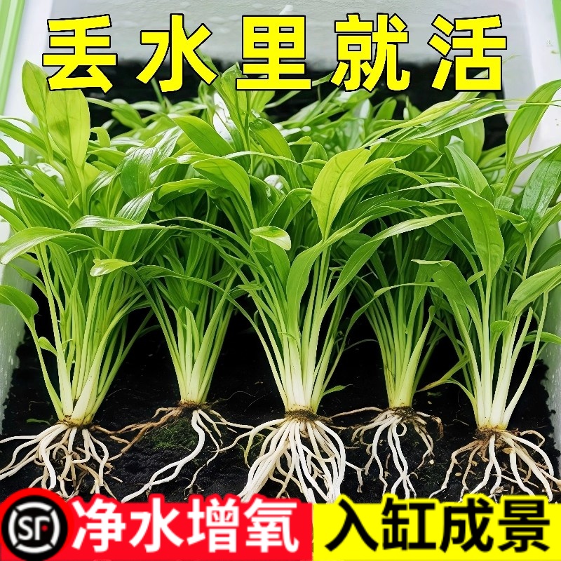 迷你小水兰草缸造景前景草新手入门阴性水草好养易活懒人活体水草