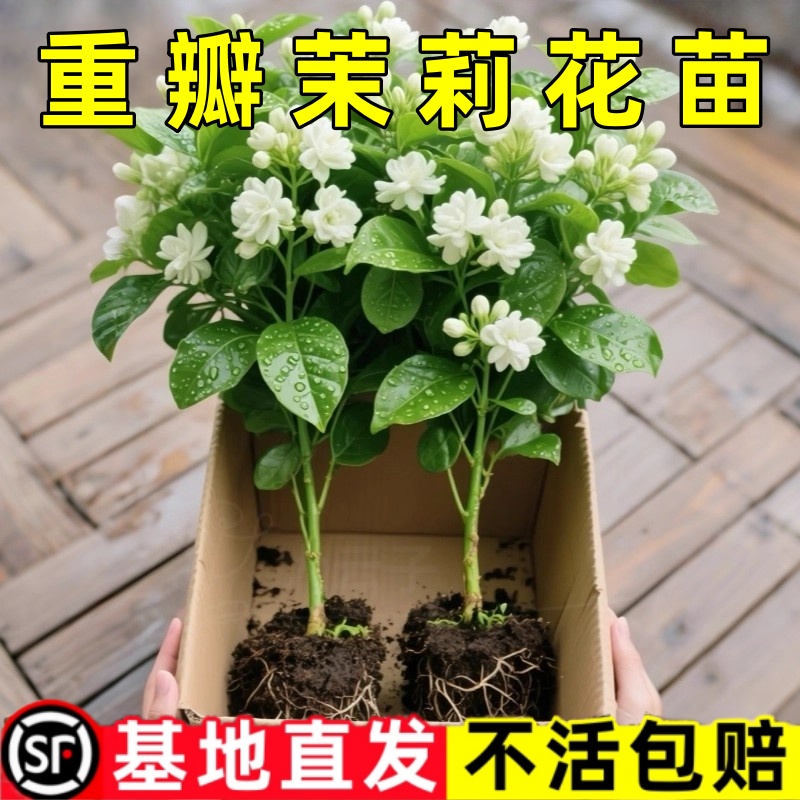 广西重瓣茉莉花盆栽开花浓香好养易活室内阳台驱蚊花卉绿植