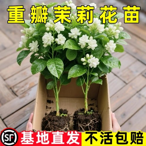 广西重瓣茉莉花盆栽开花浓香好养易活室内阳台驱蚊花卉绿植