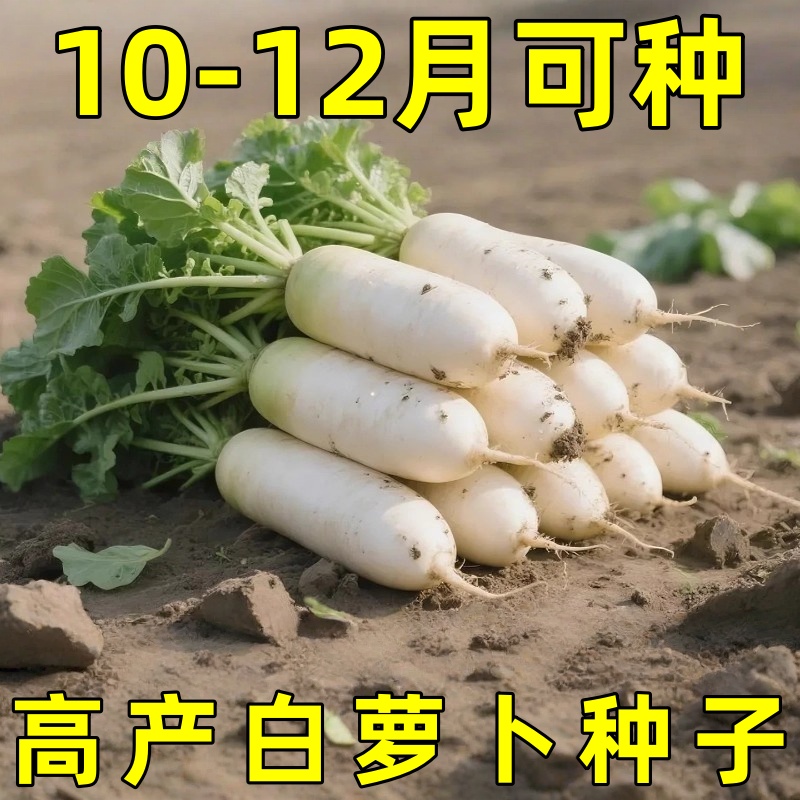 九斤王白萝卜种子新型特大蔬菜菜籽种大全四季优质白皮樱桃红萝卜