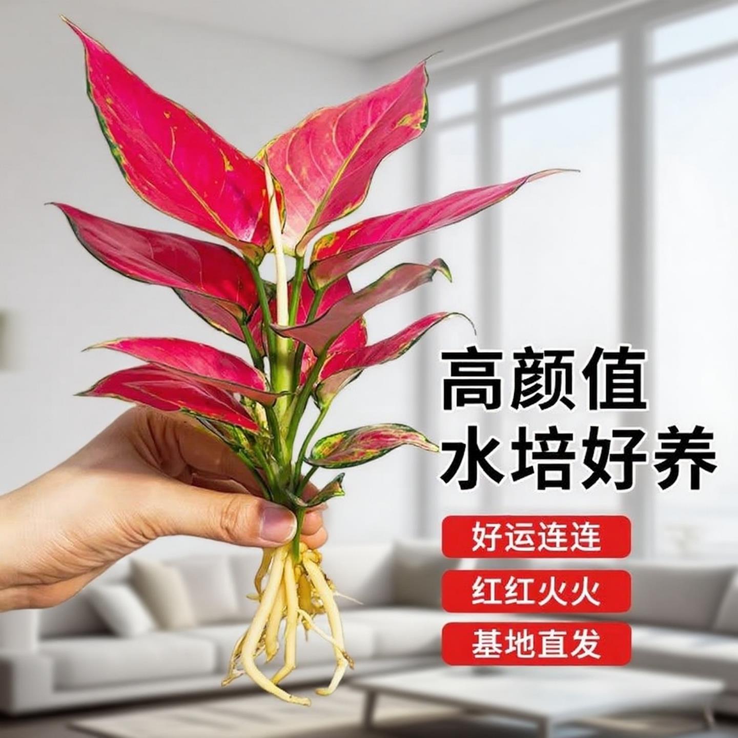 水培红掌盆栽带花鸿运当头一帆风顺花卉植物水养绿植大叶大花精品